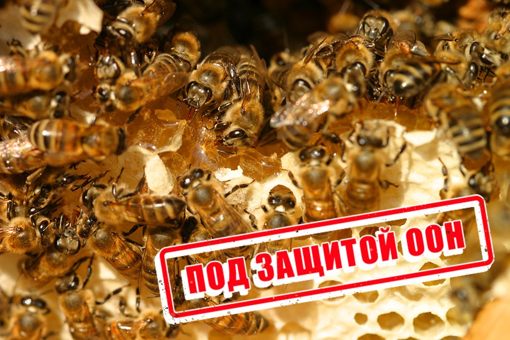 В Перми откроют самый большой памятник пчеле