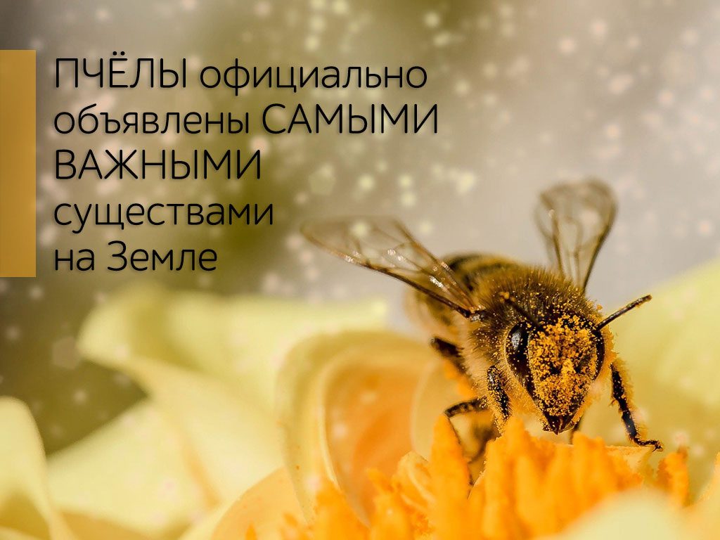 Пчёлы официально объявлены самыми важными существами на Земле