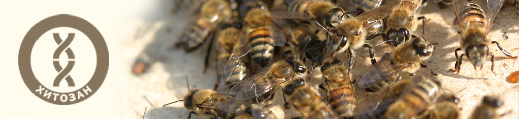 Созданные пчелой: научные открытия компании ТЕНТОРИУМ®