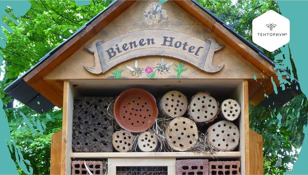 Как помочь пчёлам: 5 простых и эффективных способов поддержать чудесных созданий