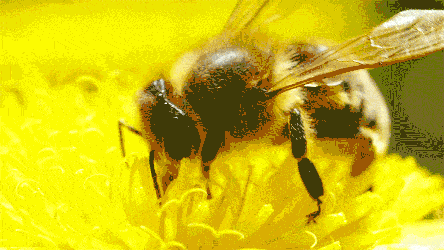 14 сентября – День защиты пчёл